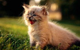 猫,cat