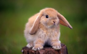 Rabbit 兔子桌面壁纸