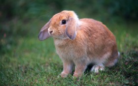 Rabbit 兔子桌面壁纸
