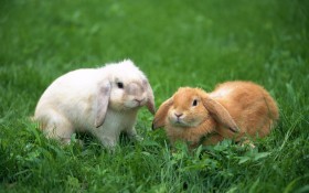 Rabbit 兔子桌面壁纸
