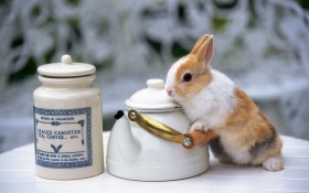 Rabbit 兔子桌面壁纸