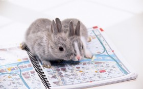 Rabbit 兔子桌面壁纸