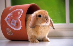 Rabbit 兔子桌面壁纸