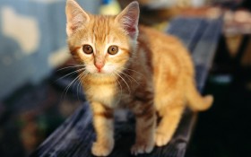毛绒绒猫宝宝桌面壁纸