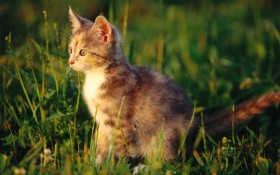 毛绒绒猫宝宝桌面壁纸