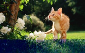 毛绒绒猫宝宝桌面壁纸