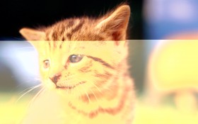 毛绒绒猫宝宝桌面壁纸