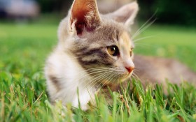 毛绒绒猫宝宝桌面壁纸