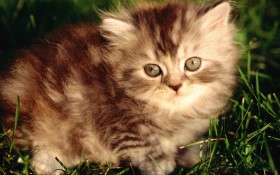 毛绒绒猫宝宝桌面壁纸
