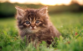 毛绒绒猫宝宝桌面壁纸