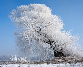 雪木雾淞桌面壁纸
