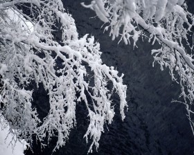 雪木雾淞桌面壁纸