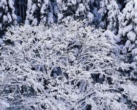 雪木雾淞桌面壁纸