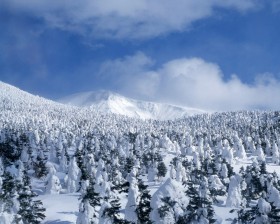雪木雾淞桌面壁纸