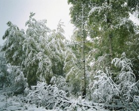 雪木雾淞桌面壁纸