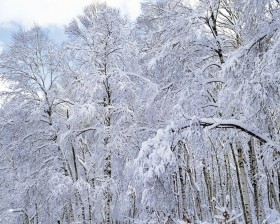 雪木雾淞桌面壁纸