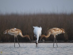 National Geographic Magazine《国家地理杂志》 2010年六