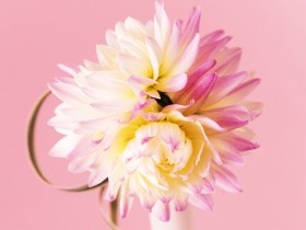 婚礼庆典鲜花点缀桌面壁纸