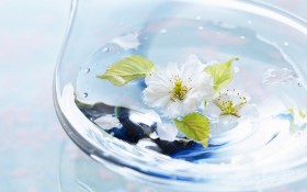 花卉装饰桌面壁纸