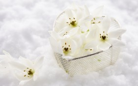 花卉装饰桌面壁纸