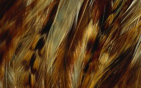 炫彩羽毛桌面壁纸