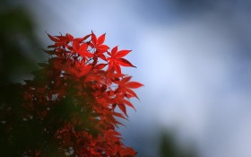 日本六甲山秋景桌面壁纸