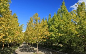 日本六甲山秋景桌面壁纸