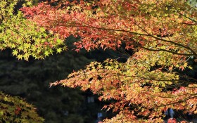 日本六甲山秋景桌面壁纸