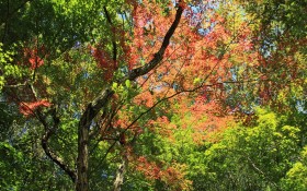 日本六甲山秋景桌面壁纸