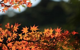 日本六甲山秋景桌面壁纸