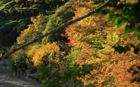 日本六甲山秋景桌面壁纸