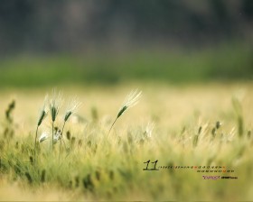 Yahoo韩国2010年11月桌面壁纸