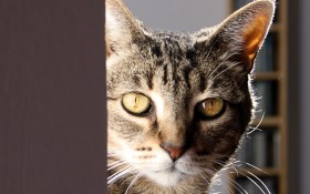 个性猫咪桌面壁纸
