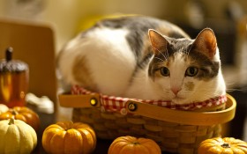 个性猫咪桌面壁纸