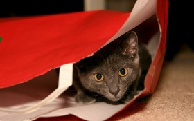 个性猫咪桌面壁纸