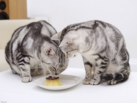 可爱猫桌面壁纸