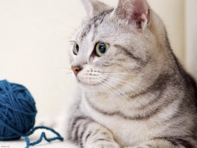 可爱猫桌面壁纸