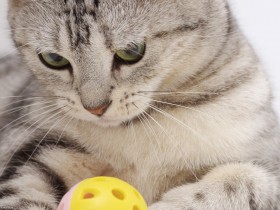 可爱猫桌面壁纸