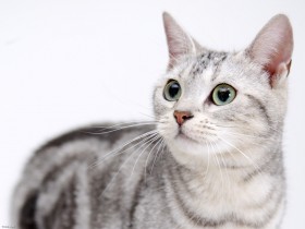 可爱猫桌面壁纸