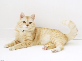 可爱猫桌面壁纸