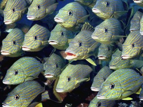海洋生物桌面壁纸