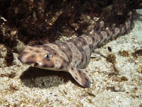 海洋生物桌面壁纸