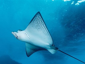 海洋生物桌面壁纸