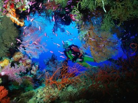 海洋生物桌面壁纸