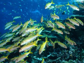 海洋生物桌面壁纸