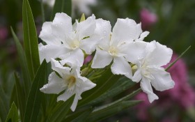 鲜花特写桌面壁纸