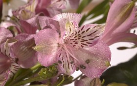 鲜花特写桌面壁纸