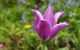 鲜花特写桌面壁纸