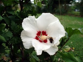 木槿花桌面壁纸