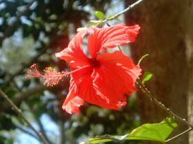 木槿花桌面壁纸